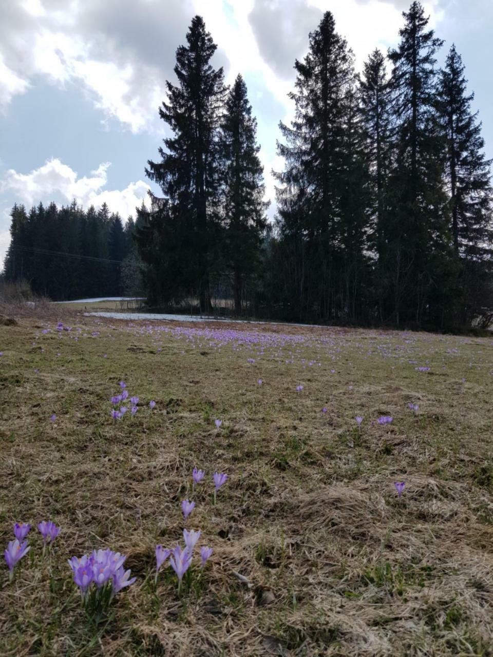 Willa Smiechowka Kościelisko Esterno foto
